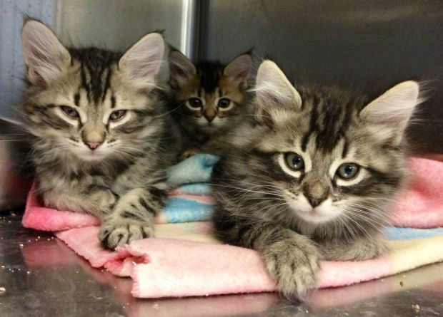 Pet adoptions